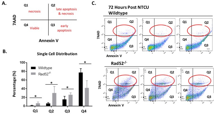 Changes in plasma membrane upon NTCU treatment detected by Annexin V assay.
