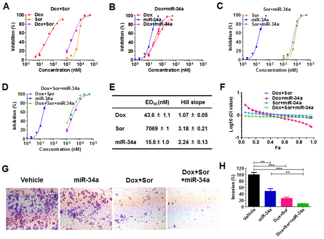 Doxorubicin, sorafenib and miR-34a produced synergism and the greatest effects in suppressing cancer cell proliferation and invasion.