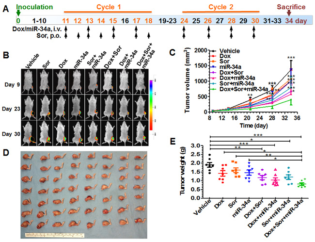 Triple-drug therapy was the most effective in suppressing tumor growth in orthotopic, metastatic osteosarcoma xenograft mouse models.