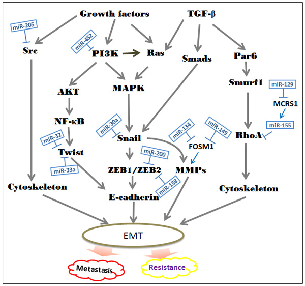 Suppressive roles of special miRNAs in the EMT-associated regulatory networks.