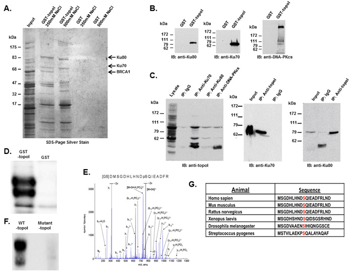 DNA-PK interacts with topoI and DNA-PKcs phosphorylates topoI at S10.