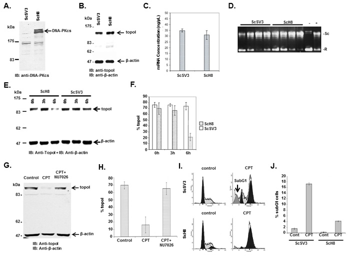 DNA-PKcs dependent topoI-S10 phosphorylation is required for topoI degradation in response to CPT.