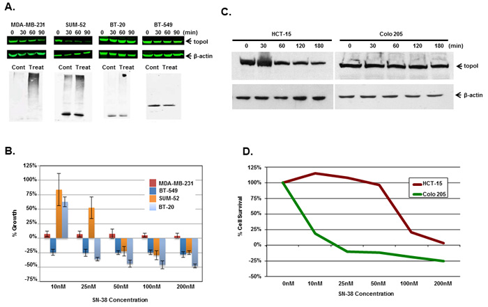 Rate of topoI degradation determines the cellular response to CPT in triple negative breast cancer cells and colorectal cancer cells.