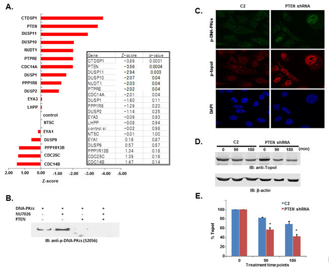 DNA-PKcs dependent topoI-S10 phosphorylation is regulated by PTEN.