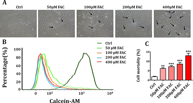 Iron overload caused the decrease of cell viability in BMSCs.