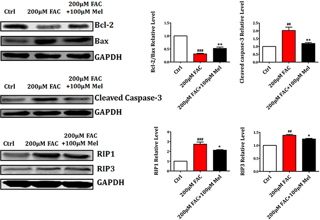 Melatonin suppressed FAC-induced BMSCs death by regulating Bcl-2/Bax and RIP pathways.