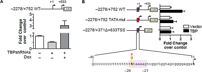TBP-mediated induction of VEGFA expression requires sequences within both regions of the proximal and distal TSSs.