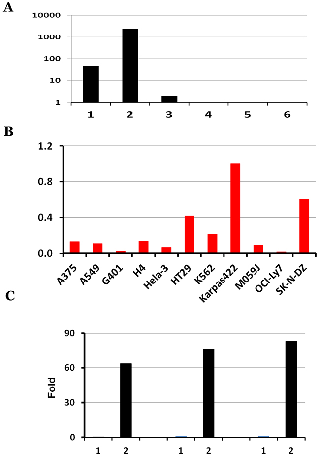 Characterization of KANSARL isoform expression in ECD39 cell lines, A549, HeLa and K562.