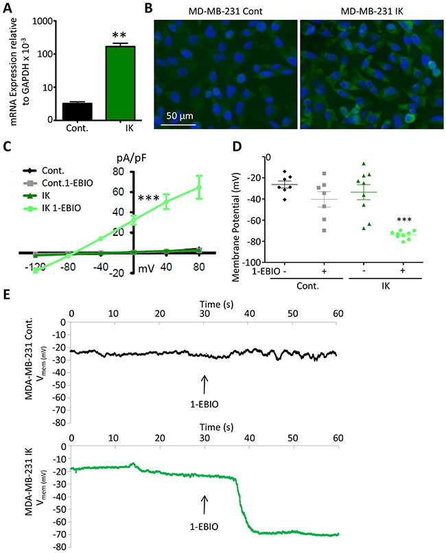 Functional contribution of IK over-expression to current density and Vmem.