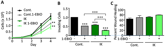 1-EBIO treatment decreased MCF-10A proliferation and invasion but had no effect on migration.