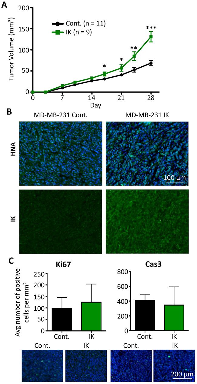 IK over-expression increases in vivo tumor growth of MDA-MB-231.