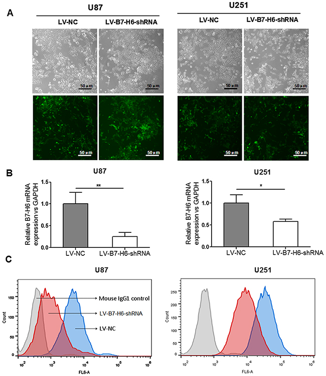 Confirmation of B7-H6 knockdown efficiency in human glioma cell lines.