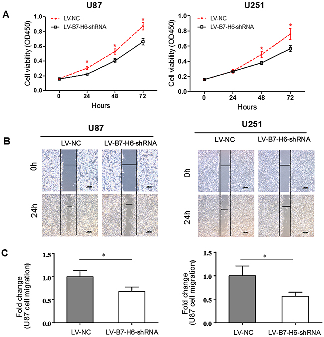 Effect of B7-H6 knockdown on glioma cells proliferation and migration.