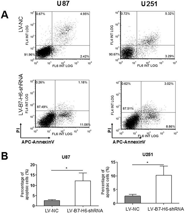Effect of B7-H6 knockdown on the apoptosis of human glioma cells.