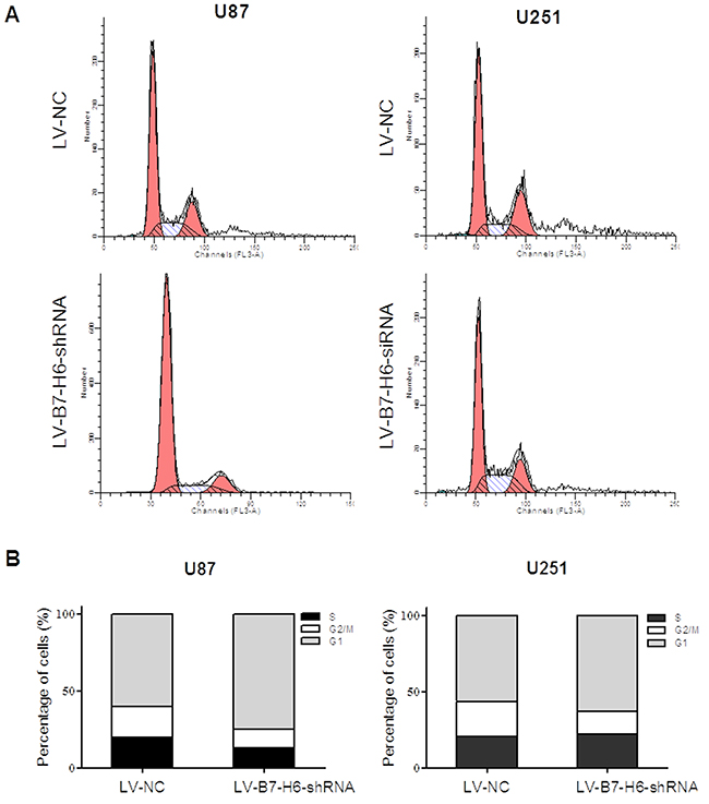 Effect of B7-H6 knockdown on the cell cycle regulation on human glioma cells.