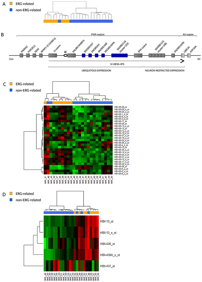 ERG-related BCP ALL share a unique short noncoding RNA expression signature with high expression of snoRNAs in the Prader-Willi Syndrome locus.