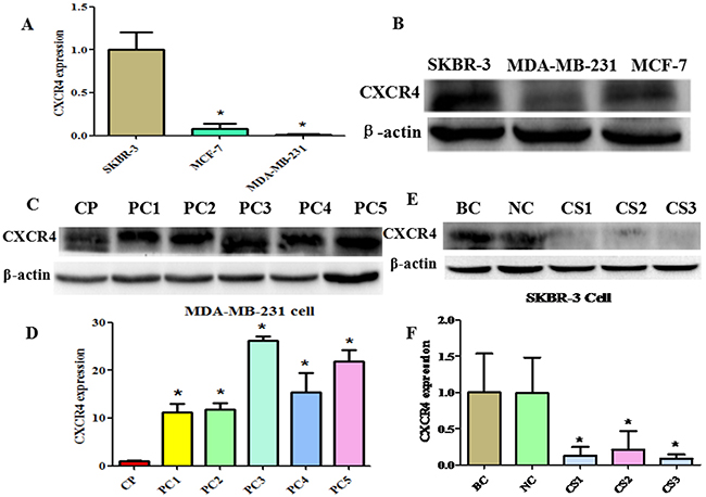 Construction of CXCR4 over- and underexpressing breast cancer cell lines.