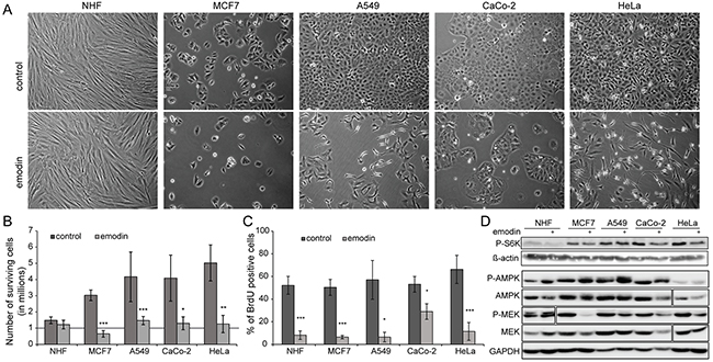 Effect of emodin on healthy and cancer cells.