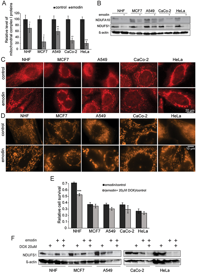 Emodin leads to mitochondrial fragmentation and ROS generation.