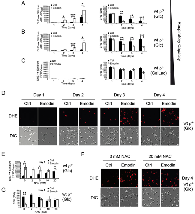 Yeast cells with low respiratory capacities demonstrate critical ROS accumulation upon emodin treatment culminating in loss of cell survival.