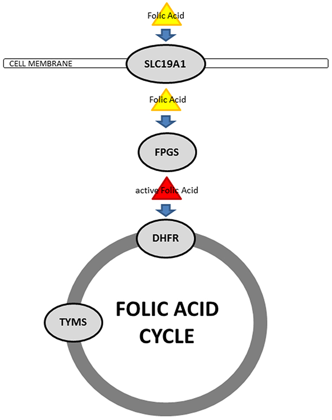 Schematic illustration of cellular folic acid metabolism.