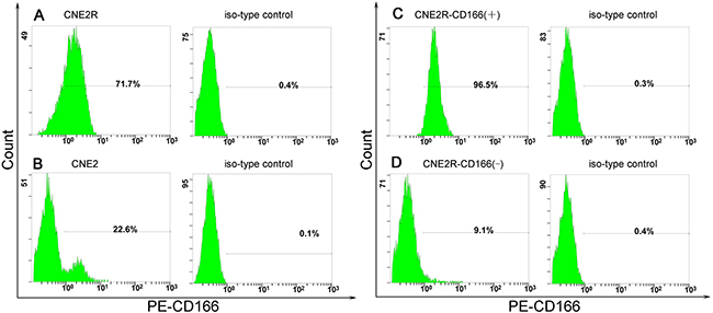 (A) Positive rates of CD166 in the CNE2R cell membrane was (69.13 &#x00B1; 5.15)%.
