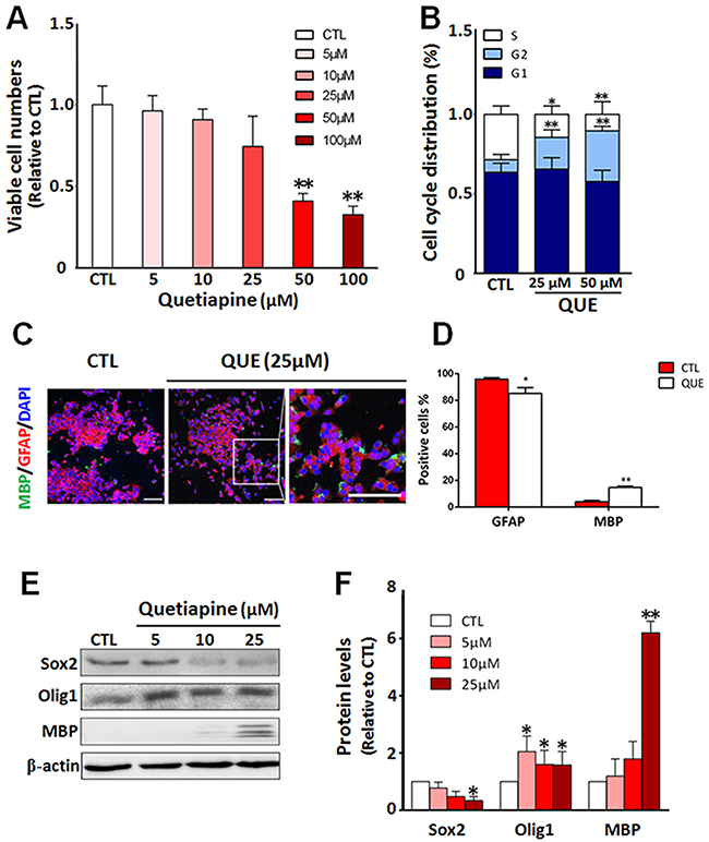 QUE inhibits proliferation but promotes differentiation of GSCs into oligodendrocyte-like cells in vitro.