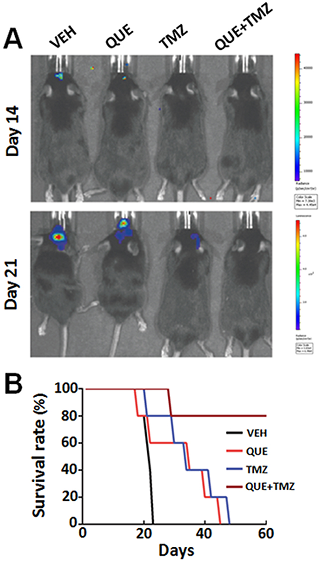 Combined treatment of QUE and TMZ increases overall survival rate of mice with orthotopic GSC-initiated glioblastomas.