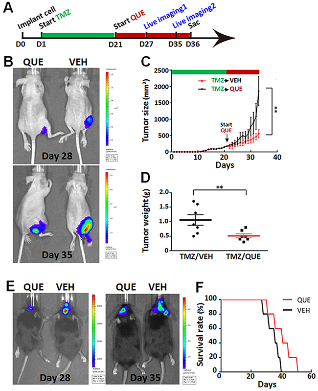 QUE inhibits growth of gliomas initiated by GSCs that are TMZ-tolerant.