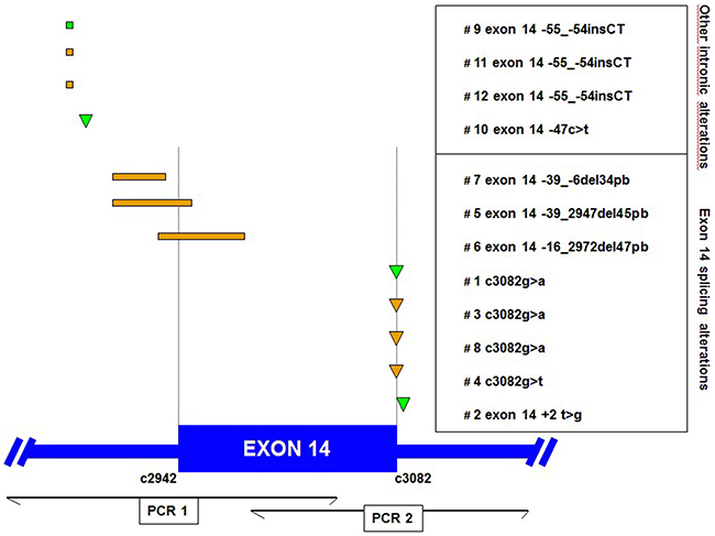Locations of MET exon 14 genomic alterations found in sarcomatoid (green) and adenocarcinoma (orange) patients.