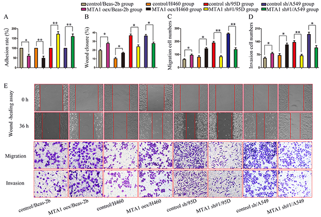 MTA1 expression is associated with NSCLC cell metastasis.