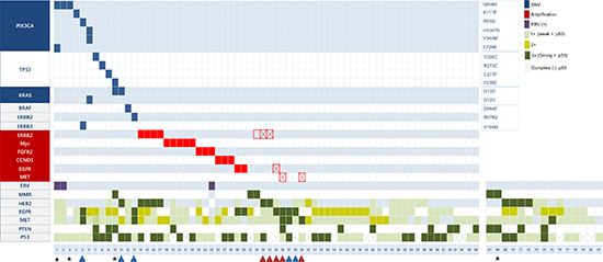 Mutation, amplification, and protein expression profiles.