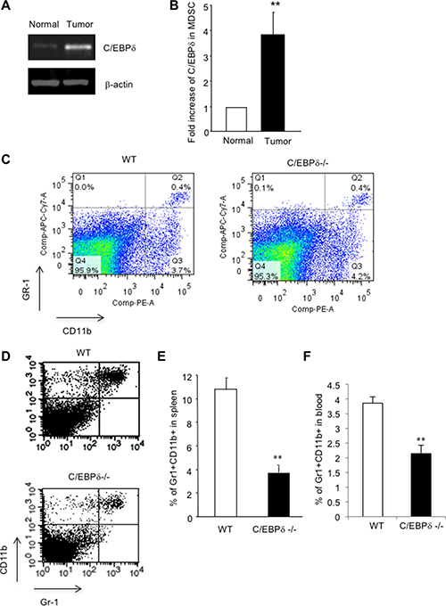 C/EBP-&#x03B4; regulates tumor-induced expansion of MDSCs.