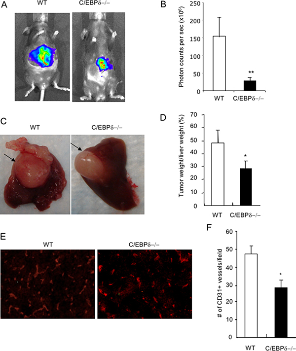 Genetic deletion of C/EBP-&#x03B4; in mice impairs tumor growth in a liver model.