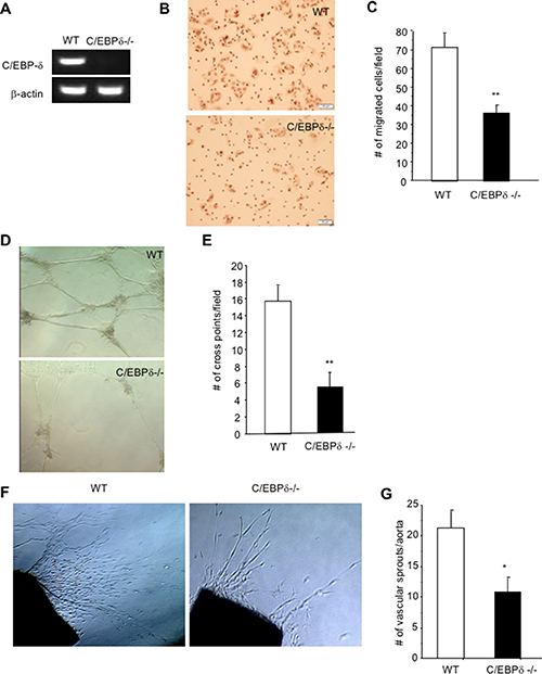 C/EBP-&#x03B4; is expressed in vascular endothelial cells, and regulates cell motility and angiogenesis.