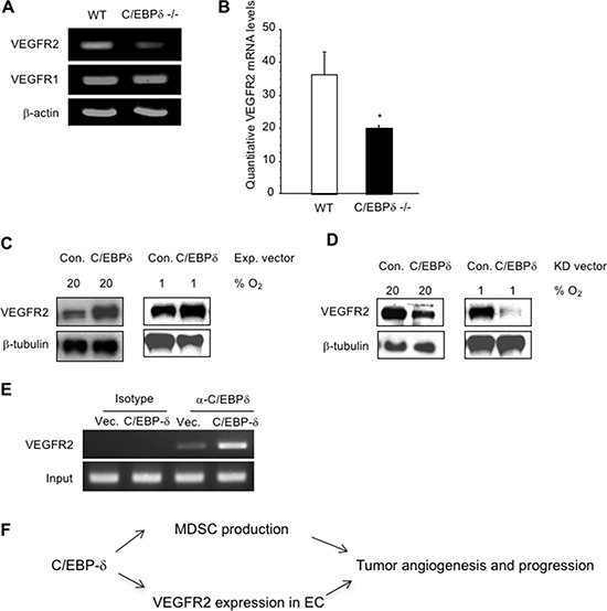 C/EBP-&#x03B4; binds to the promoter region of VEGFR2 and regulates its expression in endothelial cells.