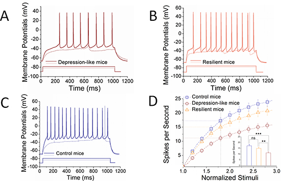 The ability to produce the sequential spikes on GABAergic neurons of the nucleus accumbens decreases in the depression-like mice, but not resilience.