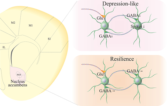 Pathological changes at GABAergic neurons in the nucleus accumbens of CUMS-induced depression mice, compared with those in CUMS-resilience mice.