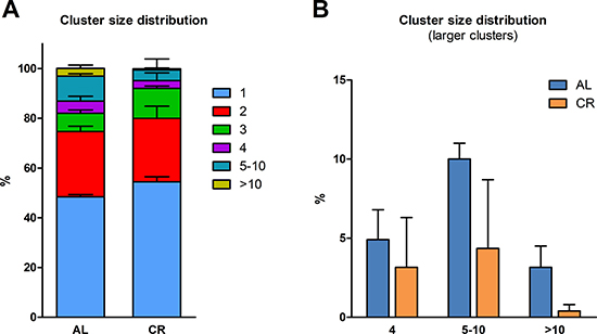 Size distribution of donor-derived normal hepatocyte clusters following transplantation of isolated cells in animals given AL or CR diet.