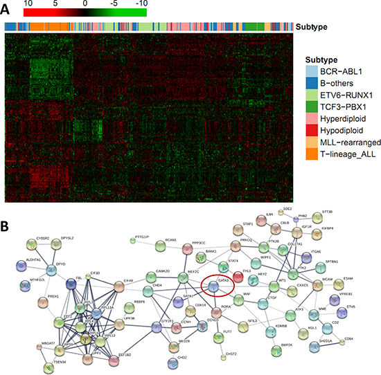 Regulatory statement of GATA3 and its related candidates in B-ALL.