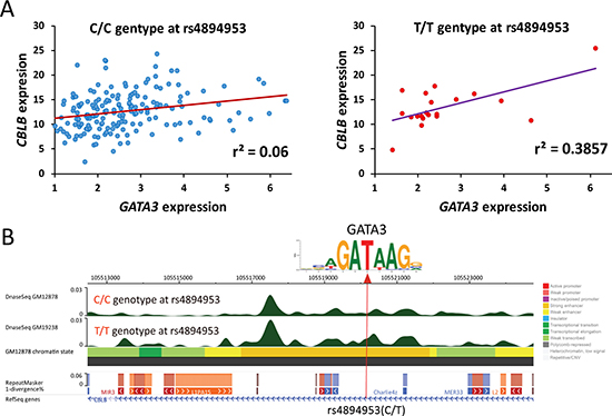 Impact of SNP genotypes on expression association between GATA3 and its downstream target.