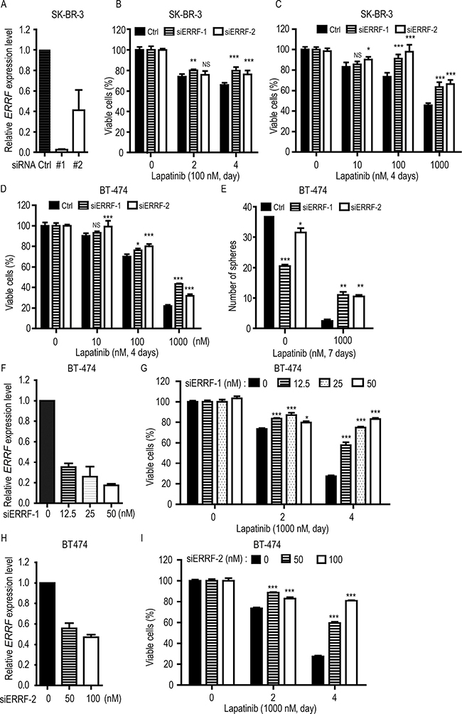 Knockdown of ERRF decreases lapatinib sensitivities in ERBB2-positive breast cancer cells.