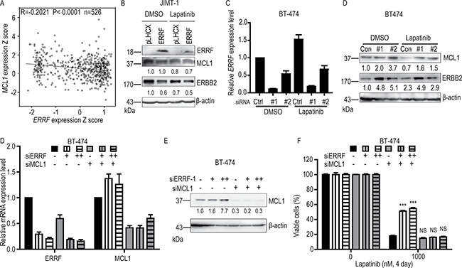 ERBB2 and MCL1 are involved in ERRF mediated sensitization to lapatinib treatment.