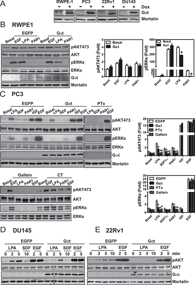 Induced G&#x03B1;t expression selectively blocks GPCR-mediated signaling in prostate cancer cells.