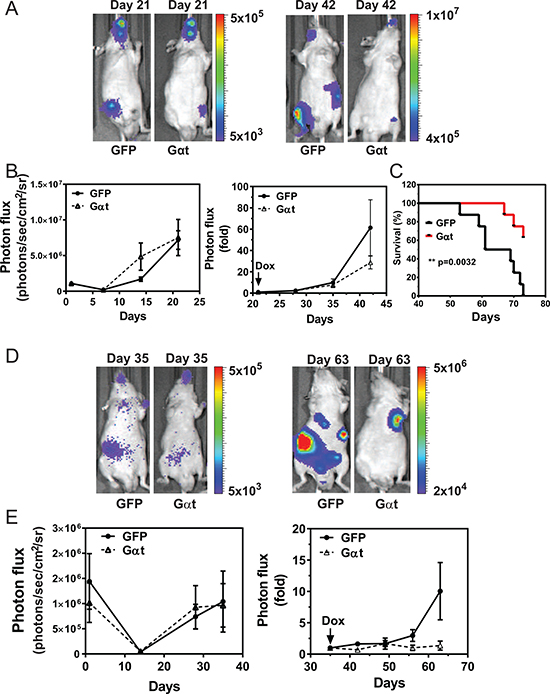 Induced G&#x03B1;t expression reduces prostate cancer metastasis and increases survival.