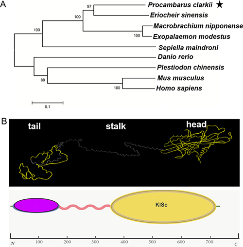 The phylogenetic analysis of KIFC1 and putative protein analysis.