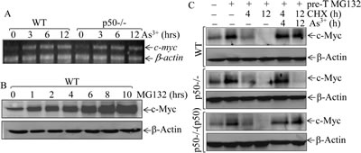 Fig 2: p50 positively regulated c-Myc protein expression through inhibiting its protein degradation.