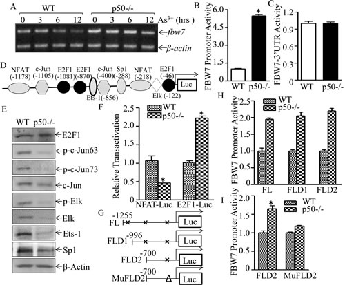 Fig 6: p50 suppressed fbw7 mRNA transcription by inhibiting E2F1 activation.