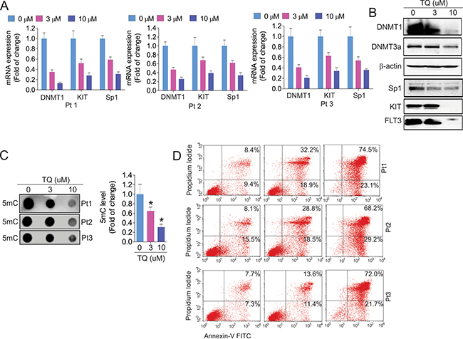 Exposure of leukemia primary cells to TQ leads to DNA demethylation and cell apoptosis.