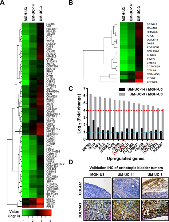 Genome-wide expression analysis in orthotopic bladder tumors resected from SCID mice.